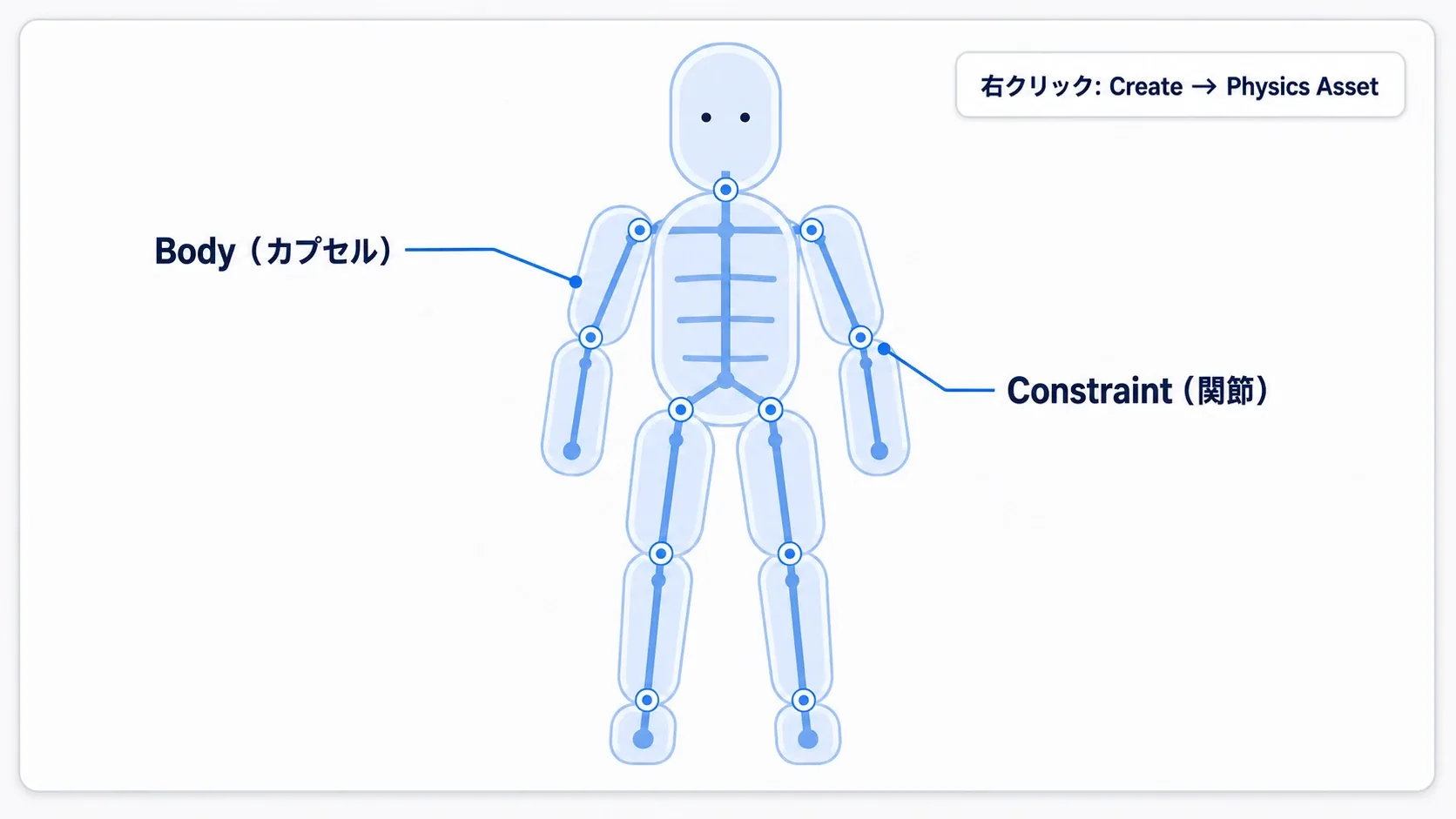 Physics Assetの中身。各骨にカプセルの物理ボディが付き、関節でつながっている様子をPhysics Asset Editorで示した図